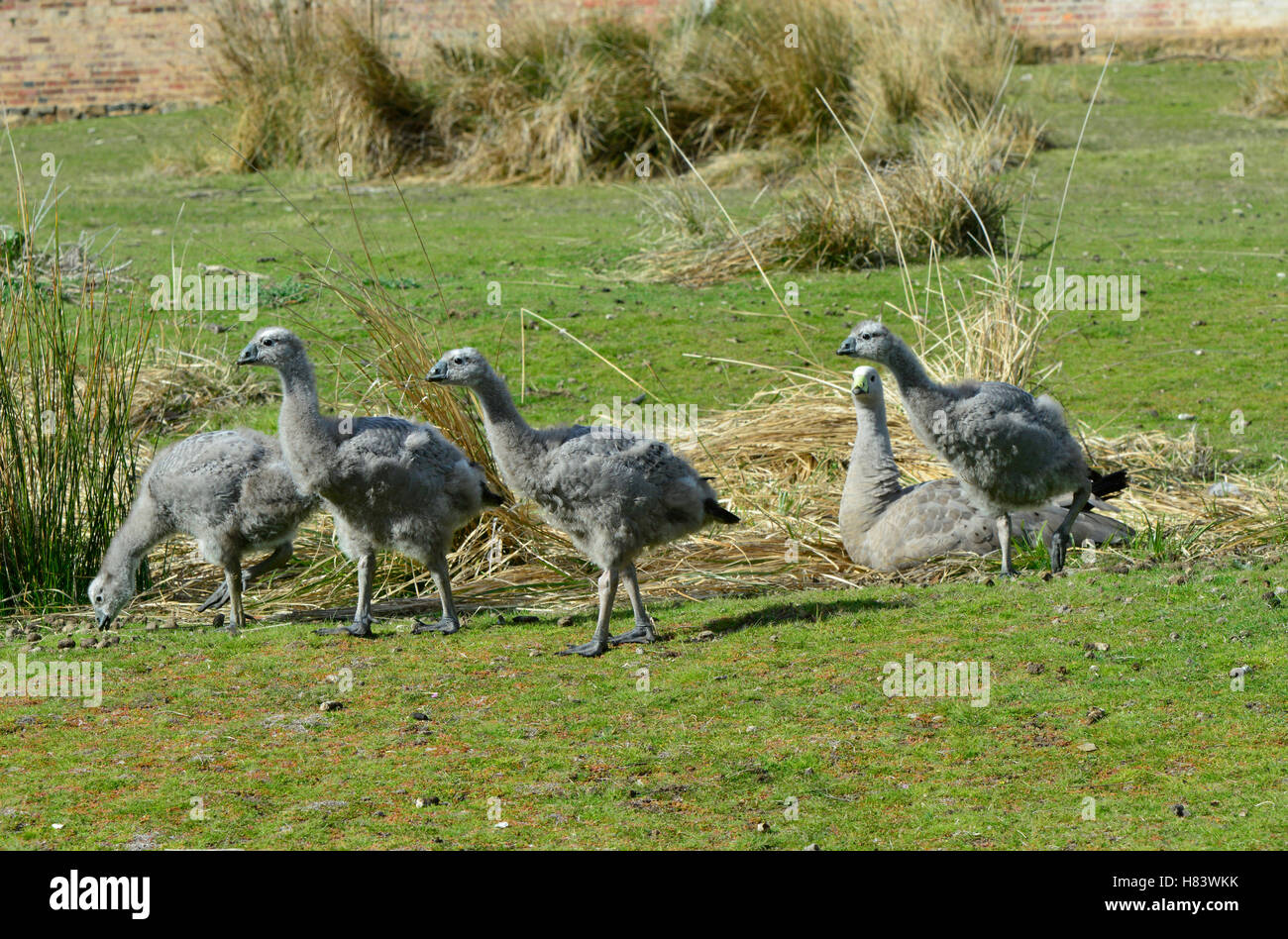 Cape Barren Goose (Cereopsis novaehollandiae) parent and twenty five to ...