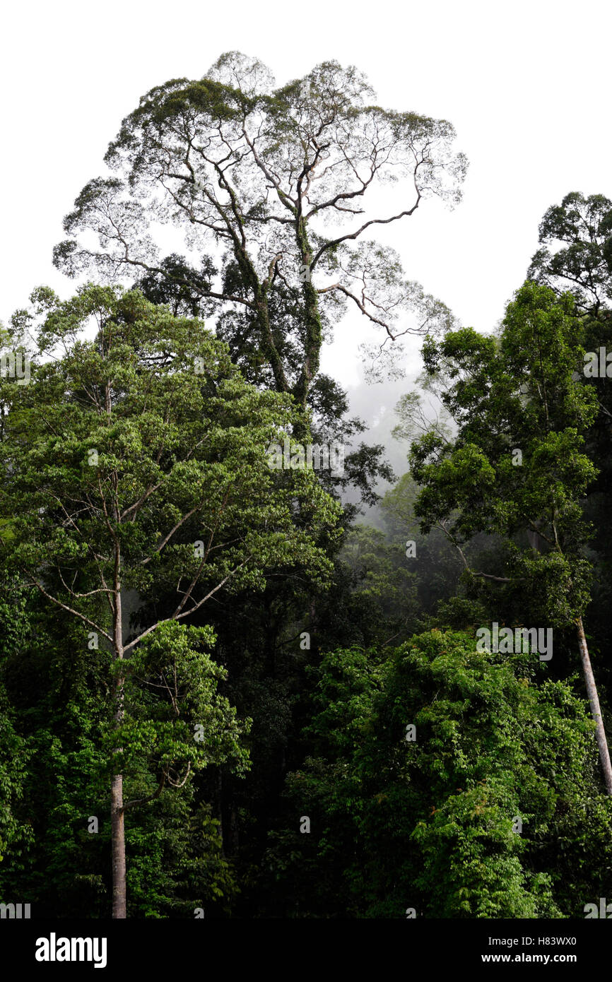 Emergent tree in rainforest, Kinabatangan River, Sabah, Borneo