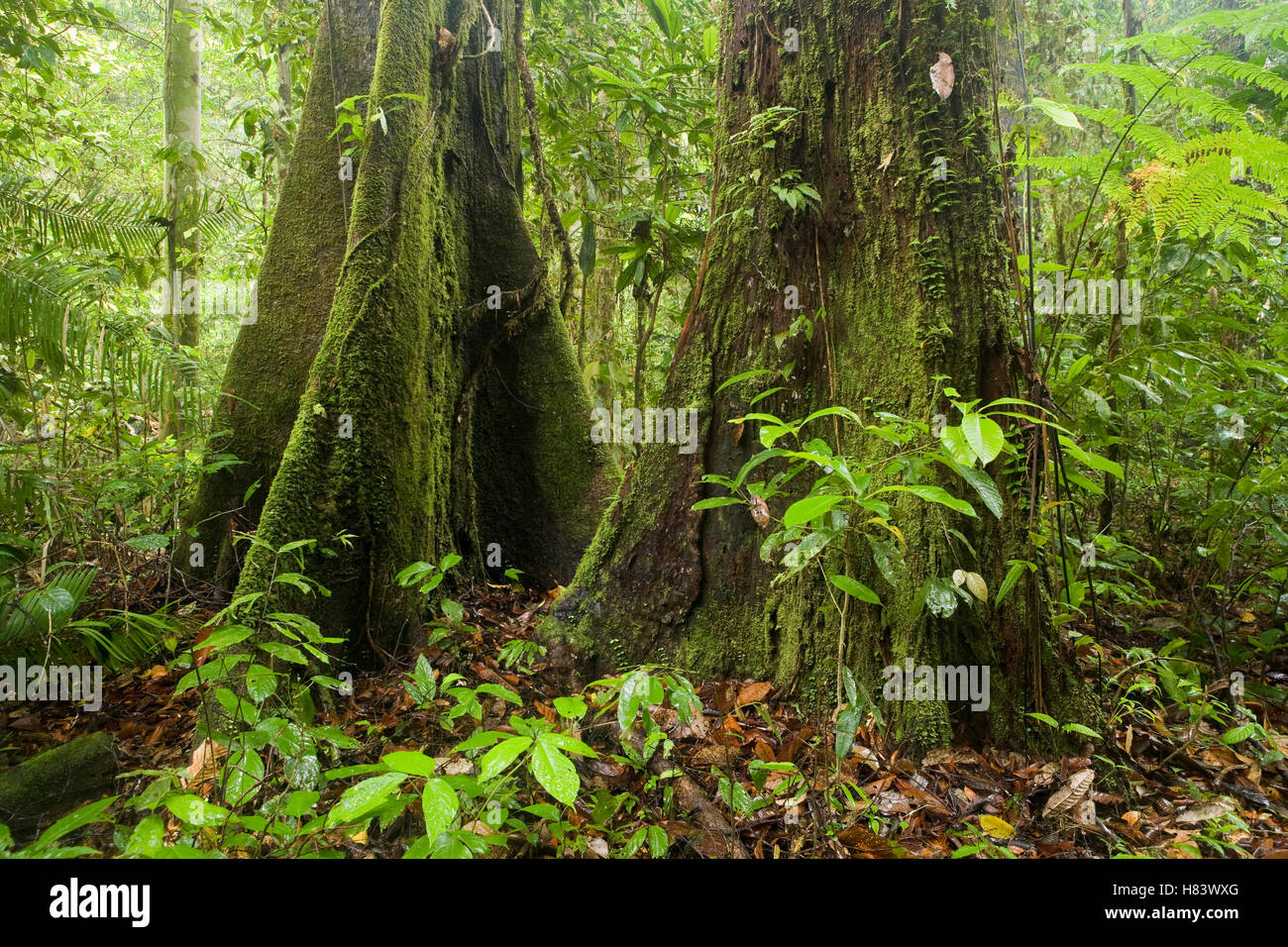 Meranti (Dipterocarpaceae) trees in lowland rainforest, Tawau Hills ...