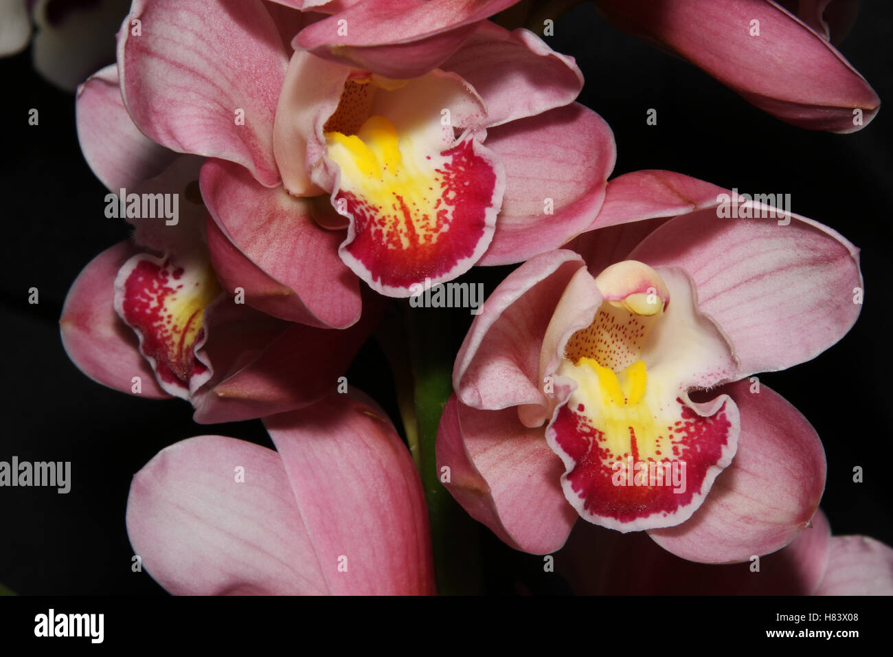 Orchid flower show. By the Miami Valley Orchid Society. At Cox