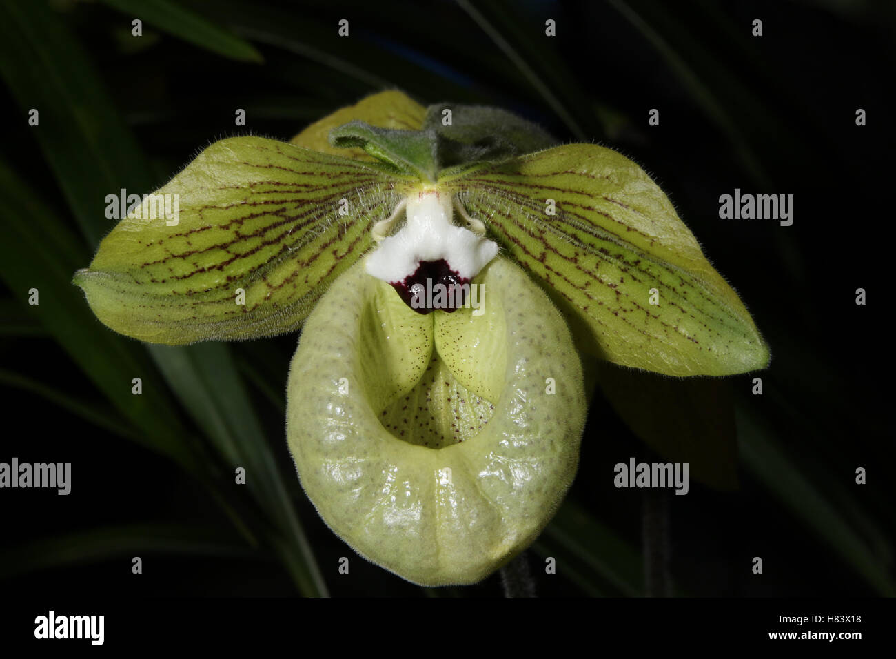 Lady Slipper Orchid. Lady’s Slipper Orchid. Jade Slipper Orchid. Paphiopedilum malipoense. Orchid flower show. By the Miami Vall Stock Photo