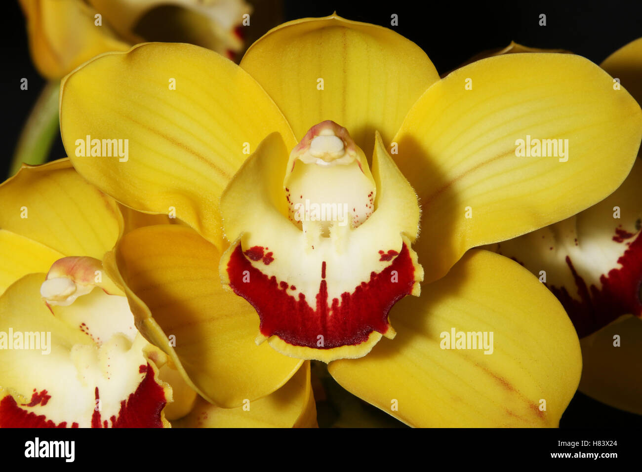 Cymbidium Marianne Faithful. Orchid flower show. By the Miami Valley