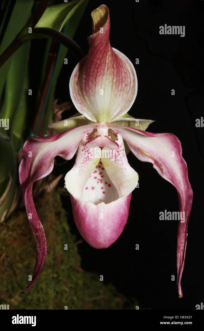 Phragmipedium QF. Phragmipedium QF Naukana Kealoha. Incan Treasure x longifollium var. gracilis. Orchid flower show. By the Miam Stock Photo