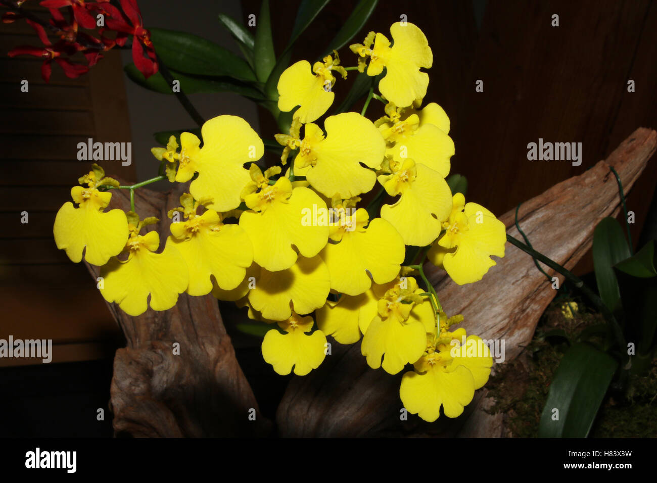 Oncidium Sweet Sugar. Lemon Drop. Orchid flower show. By the Miami