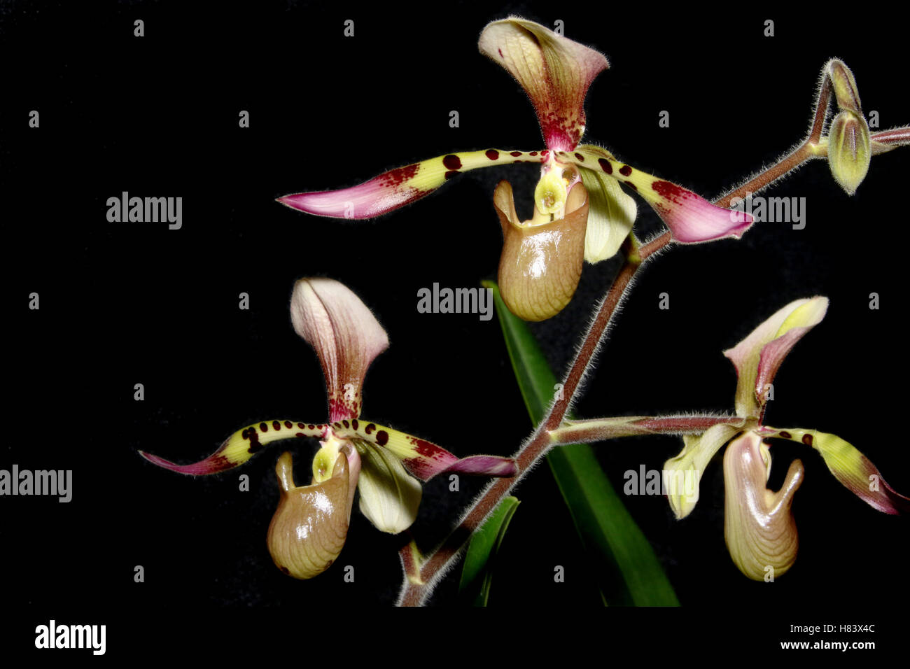 Lady Slipper Orchid. Lady’s Slipper Orchid. Paphiopedilum Toni Semple, lowii x haynaldianum. Orchid flower show. By the Miami Va Stock Photo
