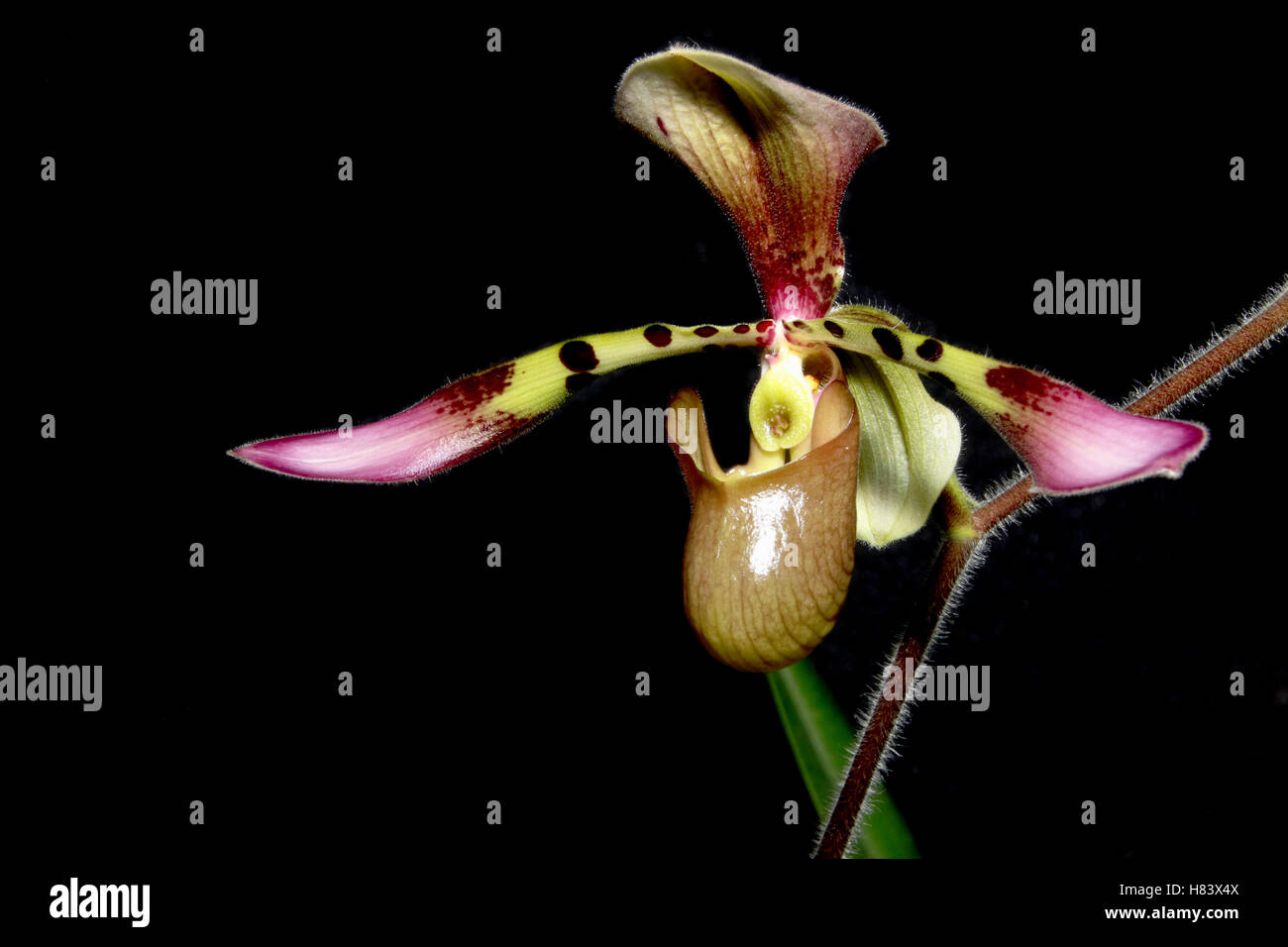Lady Slipper Orchid. Lady’s Slipper Orchid. Paphiopedilum Toni Semple, lowii x haynaldianum. Orchid flower show. By the Miami Va Stock Photo