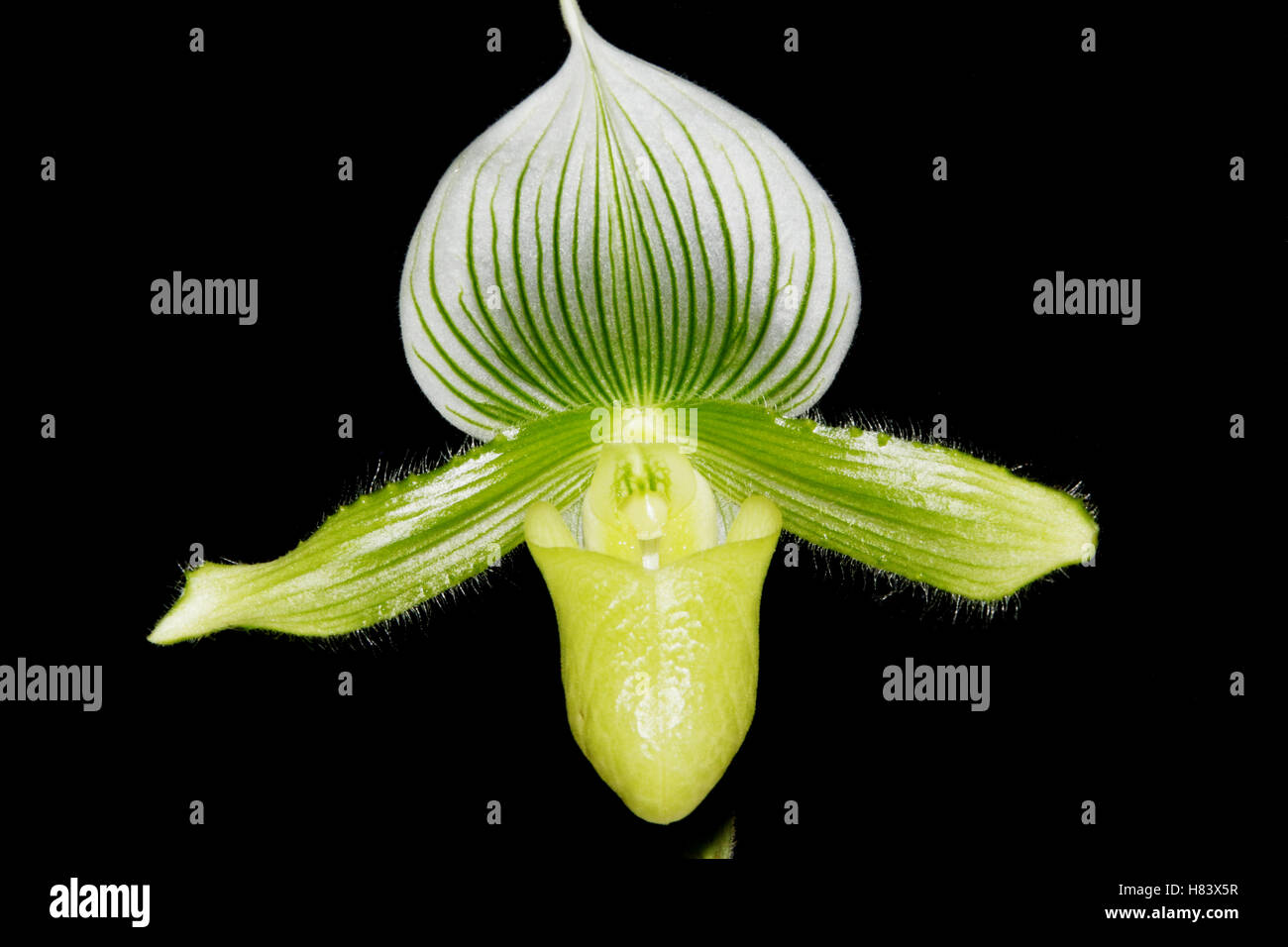 Lady Slipper Orchid. Lady’s Slipper Orchid. Paphiopedilum Mem Brayden Nicholson. Paphiopedilum Malipoense Brayden Nicholson. Orc Stock Photo