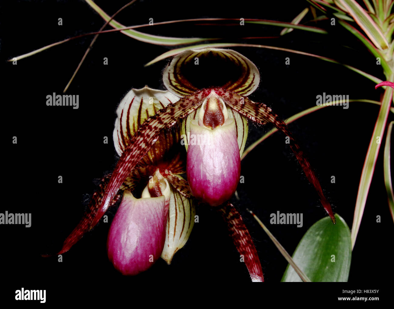Lady Slipper Orchid. Lady’s Slipper Orchid. Paphiopedilum Trandoll. Paphiopedilum liemianum x Paphiopedilum rothschildianum. Orc Stock Photo
