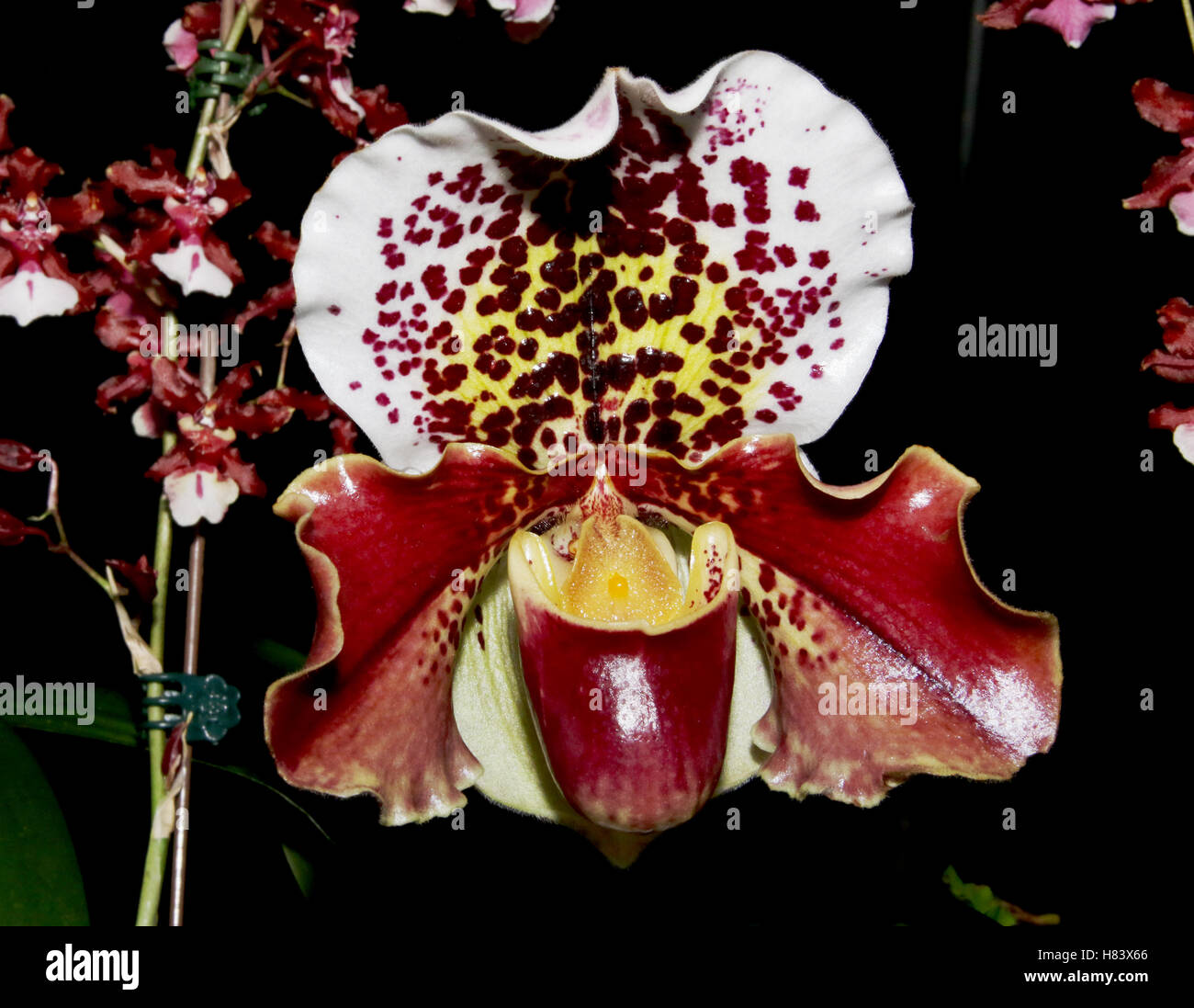 Lady Slipper Orchid. Lady’s Slipper Orchid. Paphiopedilum Spotted World x Mem Heinrich Duerbush. Orchid flower show. By the Miam Stock Photo