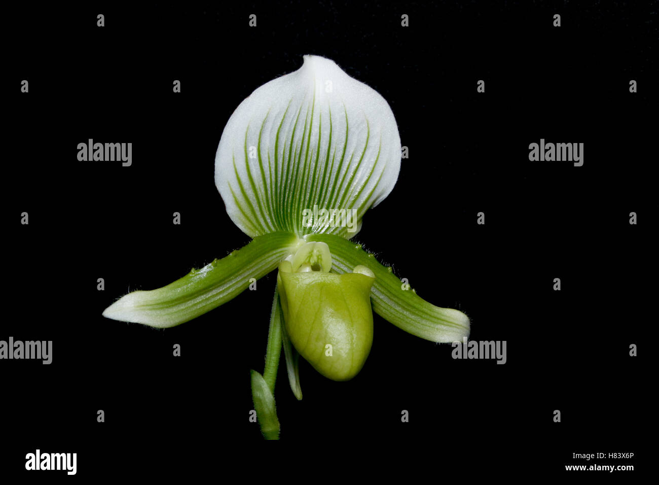 Lady Slipper Orchid. Lady’s Slipper Orchid. Paph The Queen. Paphiopedilum Maudiae.  Orchid flower show. By the Miami Valley Orch Stock Photo