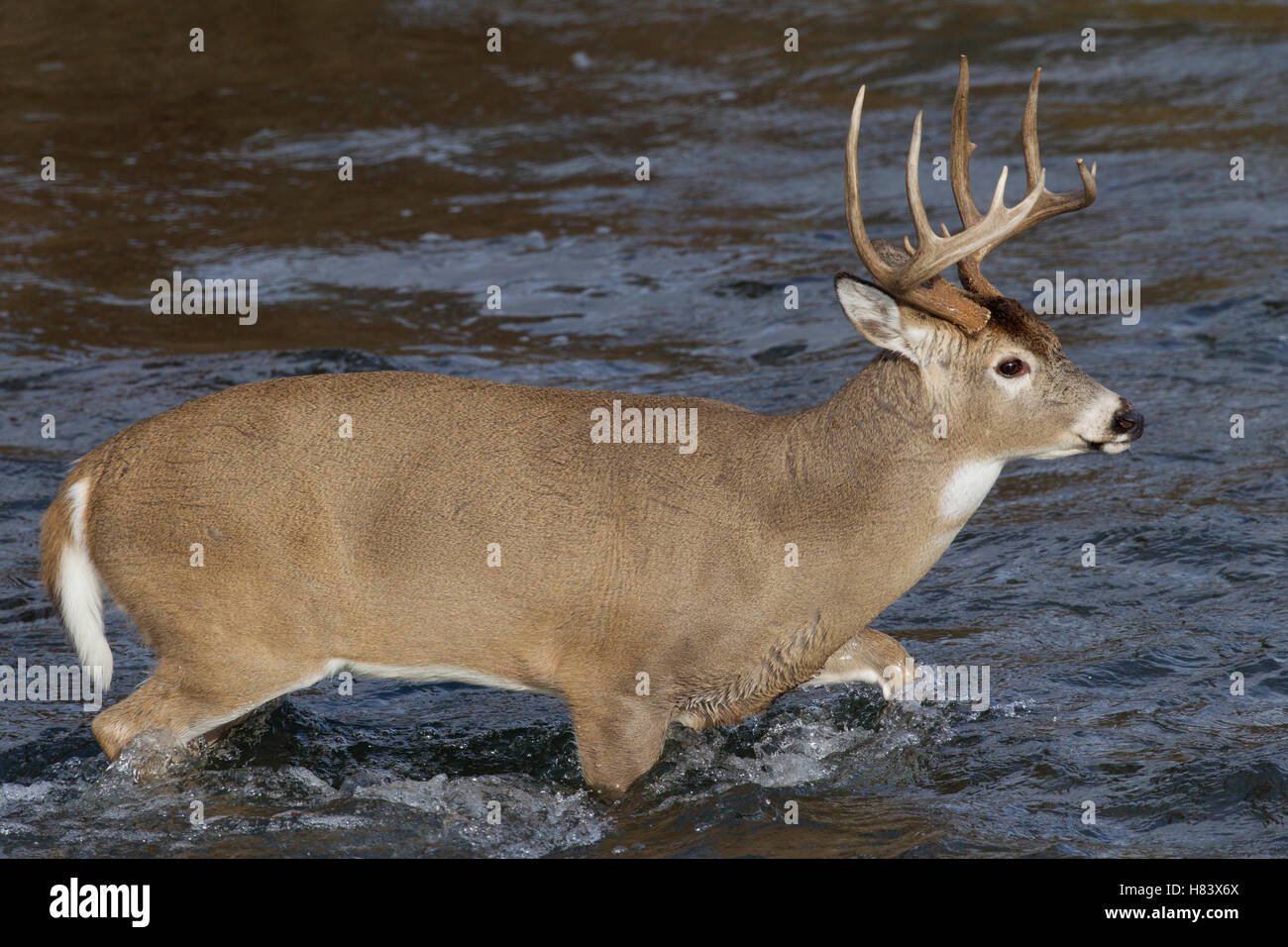 White-tailed Deer (Odocoileus virginianus) buck wading through river