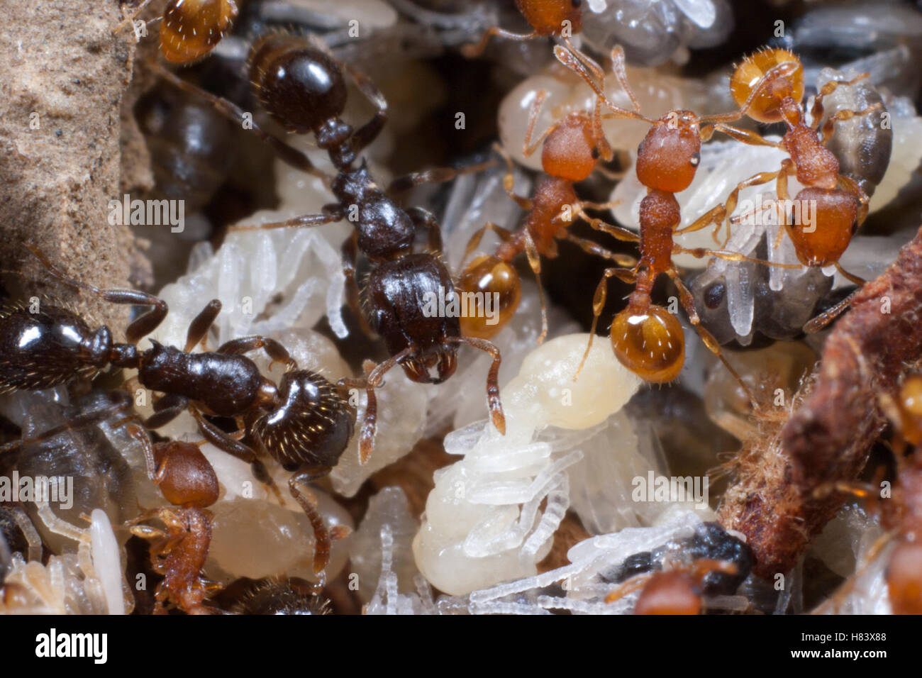 Slave-maker Ant (Protomognathus americanus) colony living in a hollowed