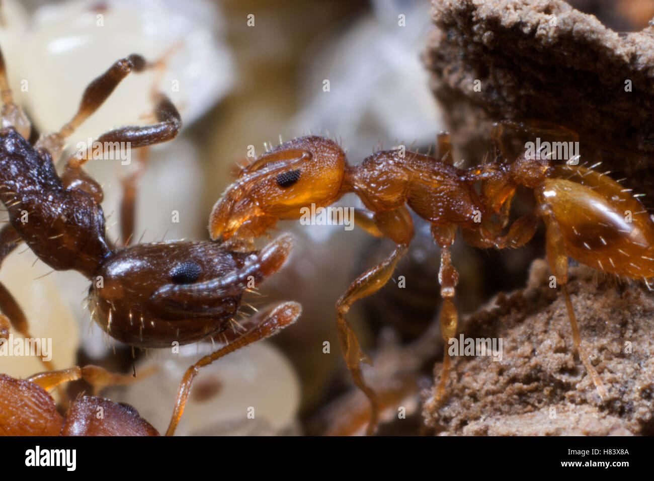 Ant (Temnothorax sp) feeding a worker of the Slave-maker Ant