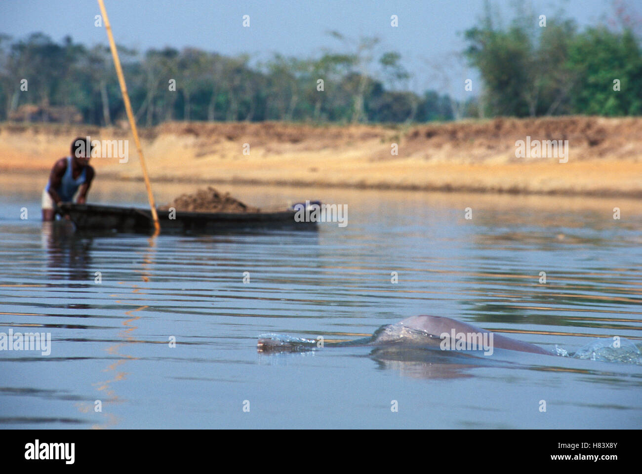Ganges River Dolphin (Platanista gangetica) surfacing near boat, India