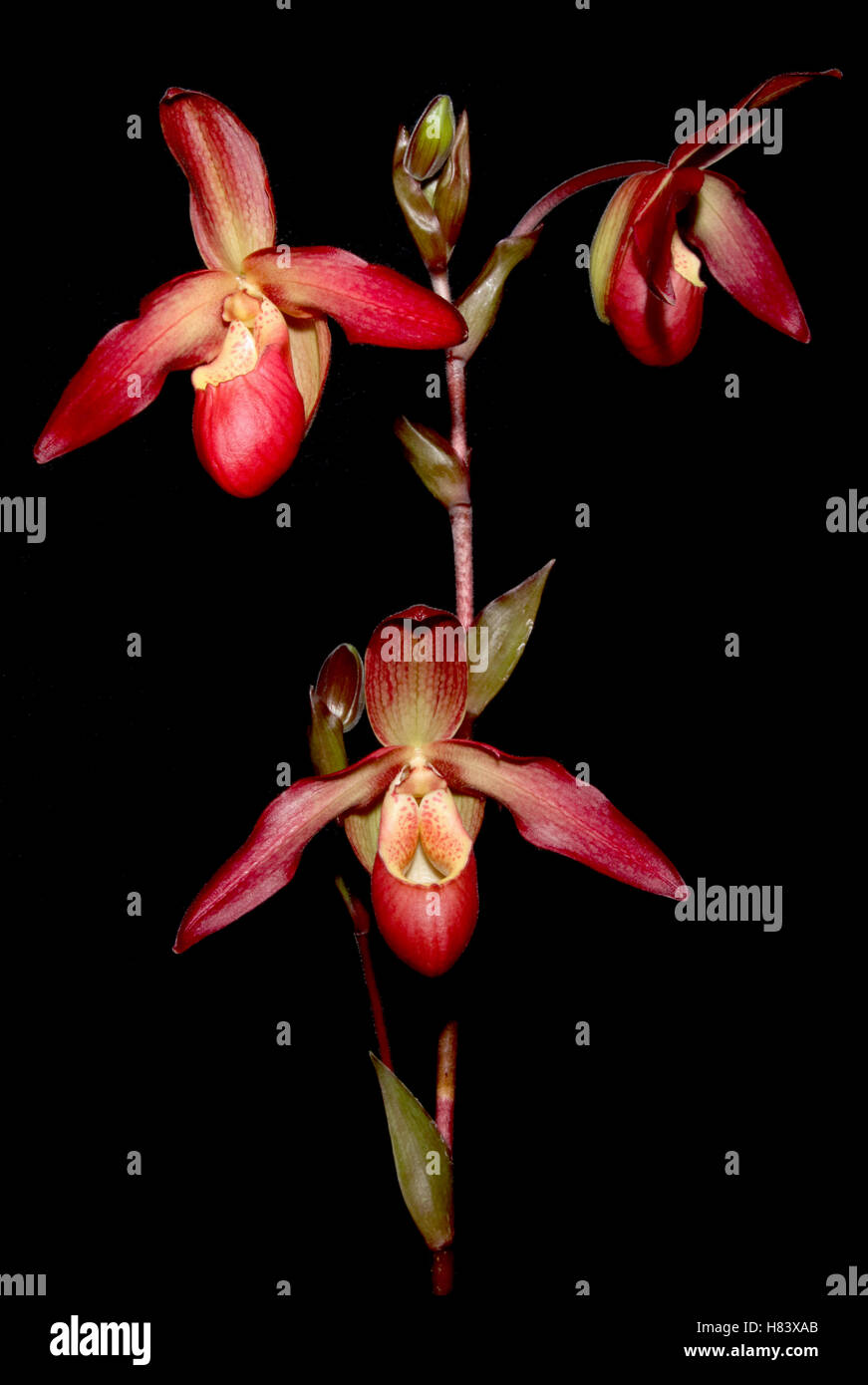 Lady Slipper Orchid. Phragmipedium Inca Embers ‘Royston Firestorm’ AM/AOS. Andean Fire x longifollium. Orchid flower show. Stock Photo
