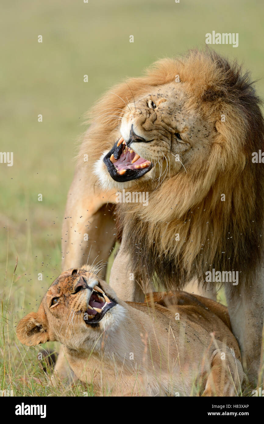 African Lion (Panthera leo) pair mating, Masai Mara National Reserve ...