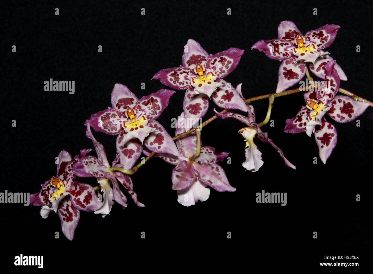 Wilsonara Tigersette Wild Court AM/AOS. Orchid flower show. By the