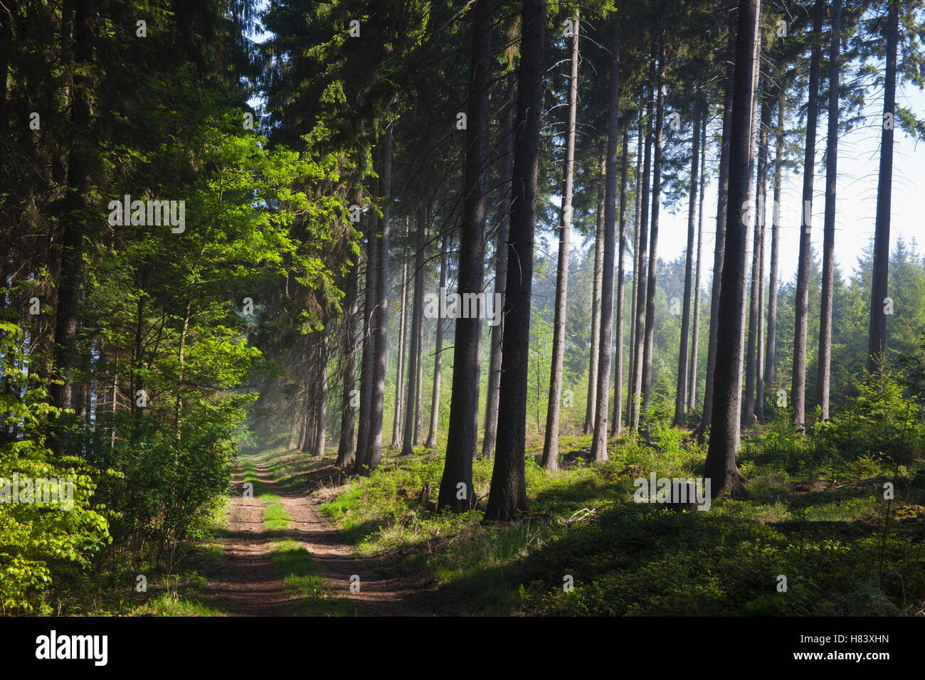 Norway Spruce (Picea abies) forest with path in spring, Germany Stock ...