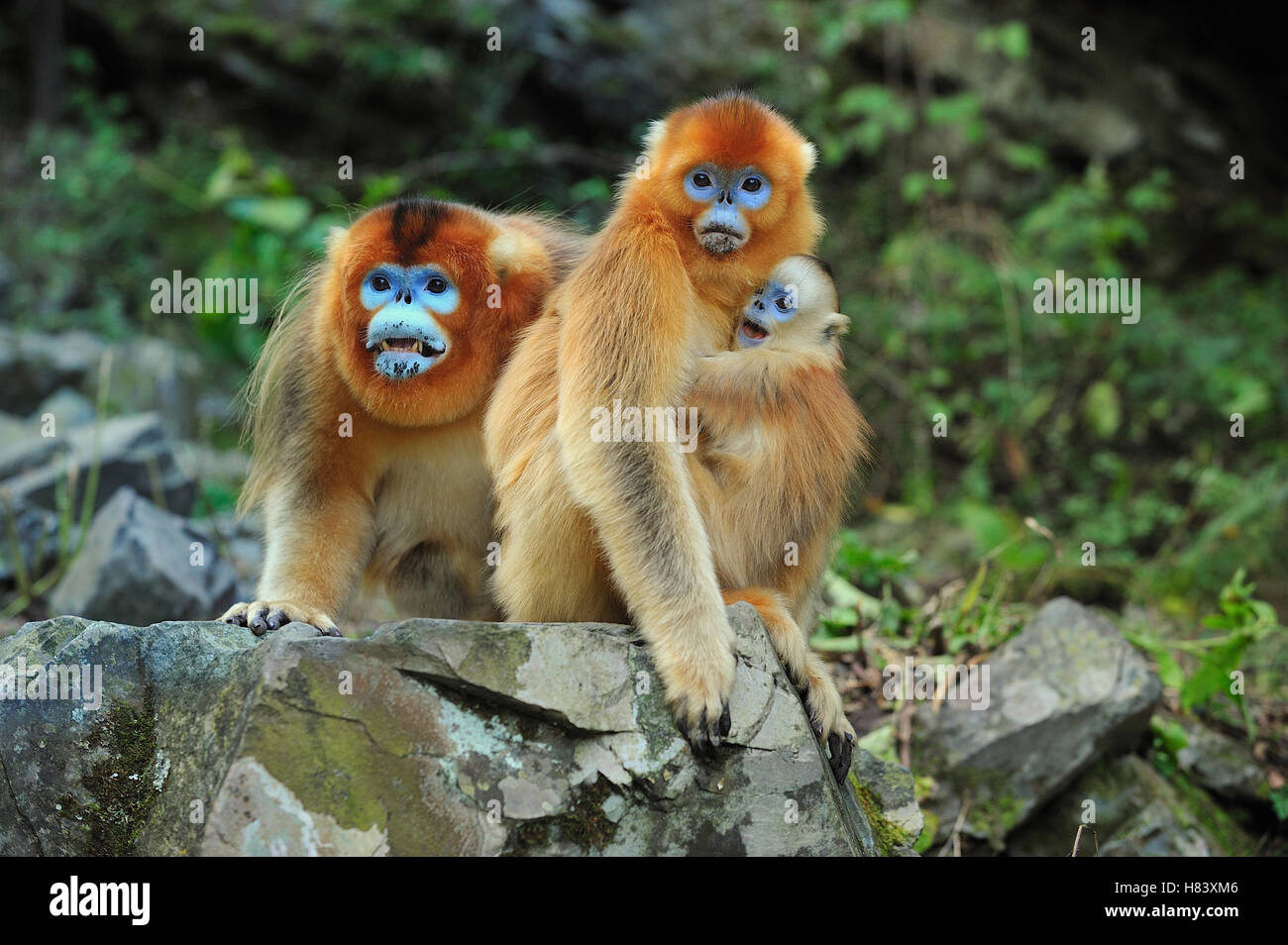 Golden Snub-nosed Monkey (Rhinopithecus roxellana) family, Qinling ...