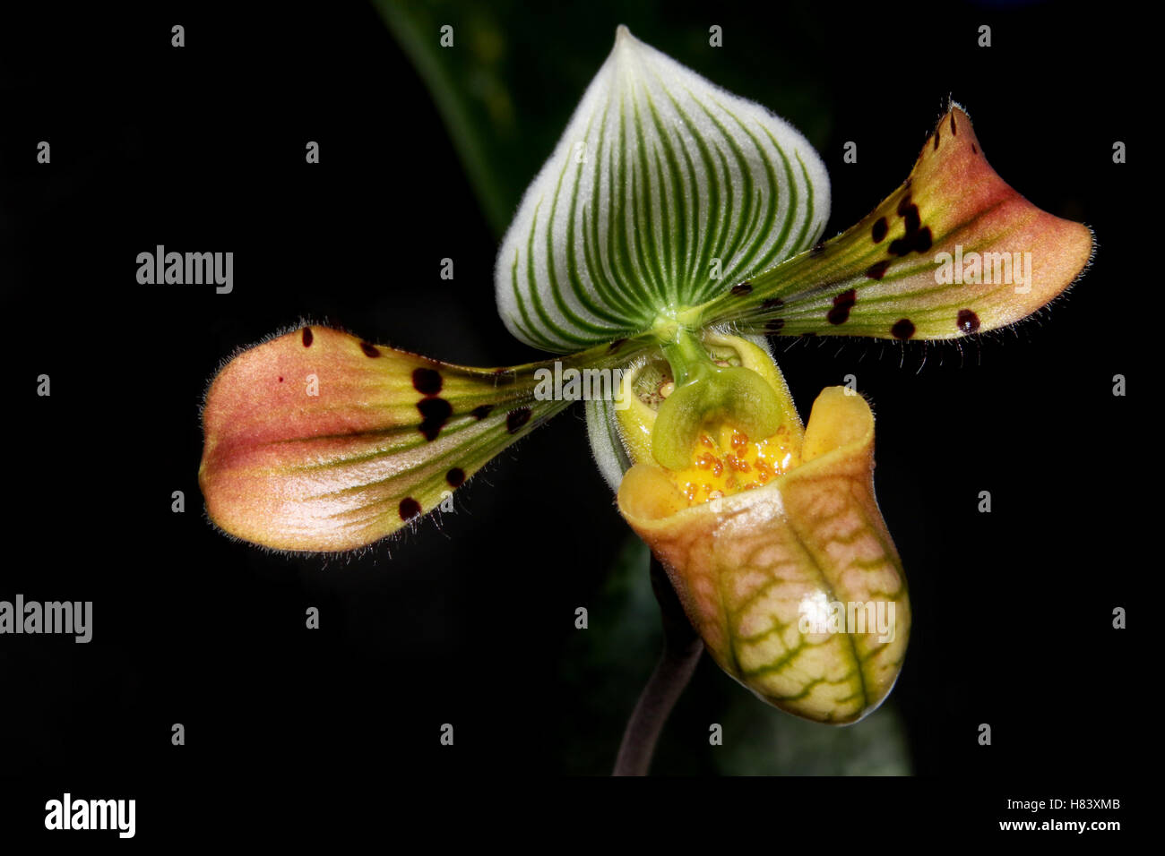 Lady Slipper Orchid. Lady’s Slipper Orchid. Paphiopedilum Venus. Orchid