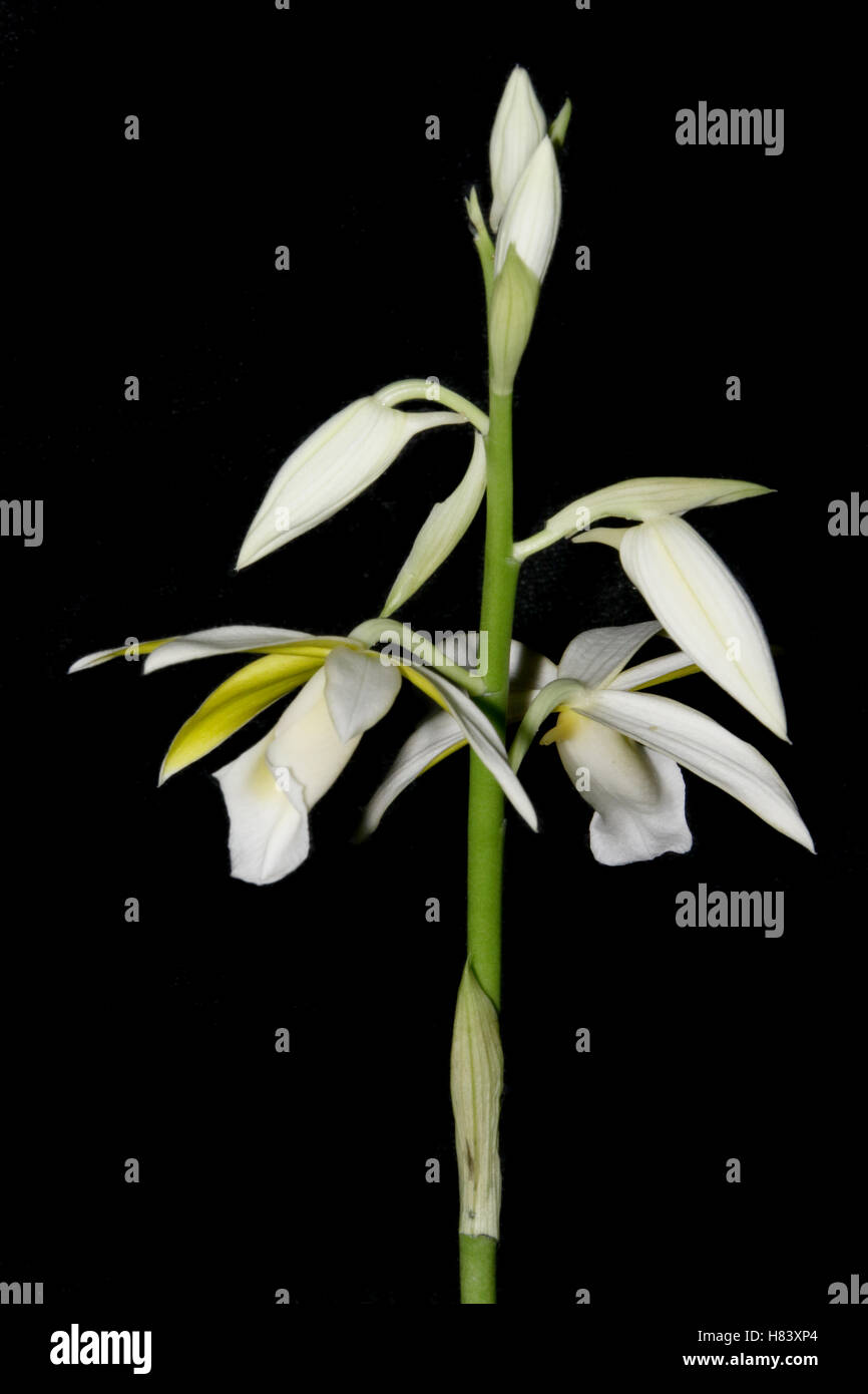 Phaius tankervilleae alba. Orchid flower show. By the Miami Valley