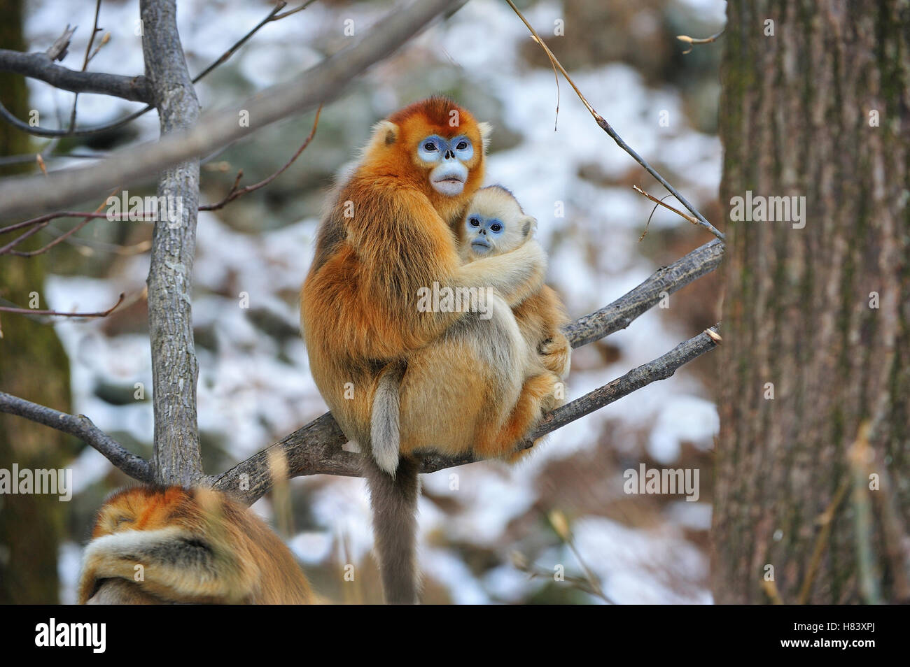 Golden Snub-nosed Monkey (Rhinopithecus roxellana) mother cuddling ...