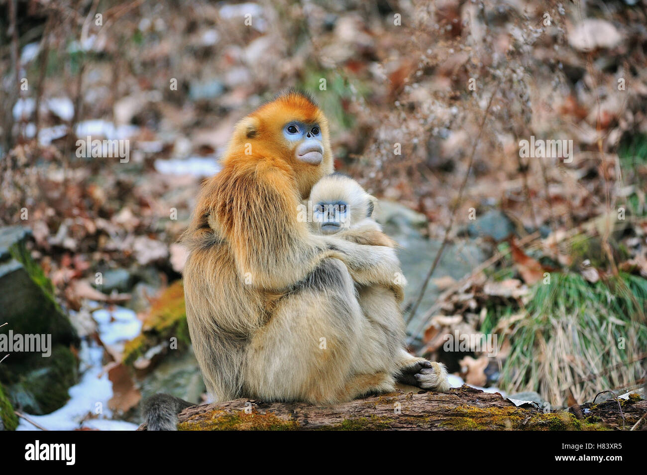 Golden Snub-nosed Monkey (Rhinopithecus roxellana) female with young ...