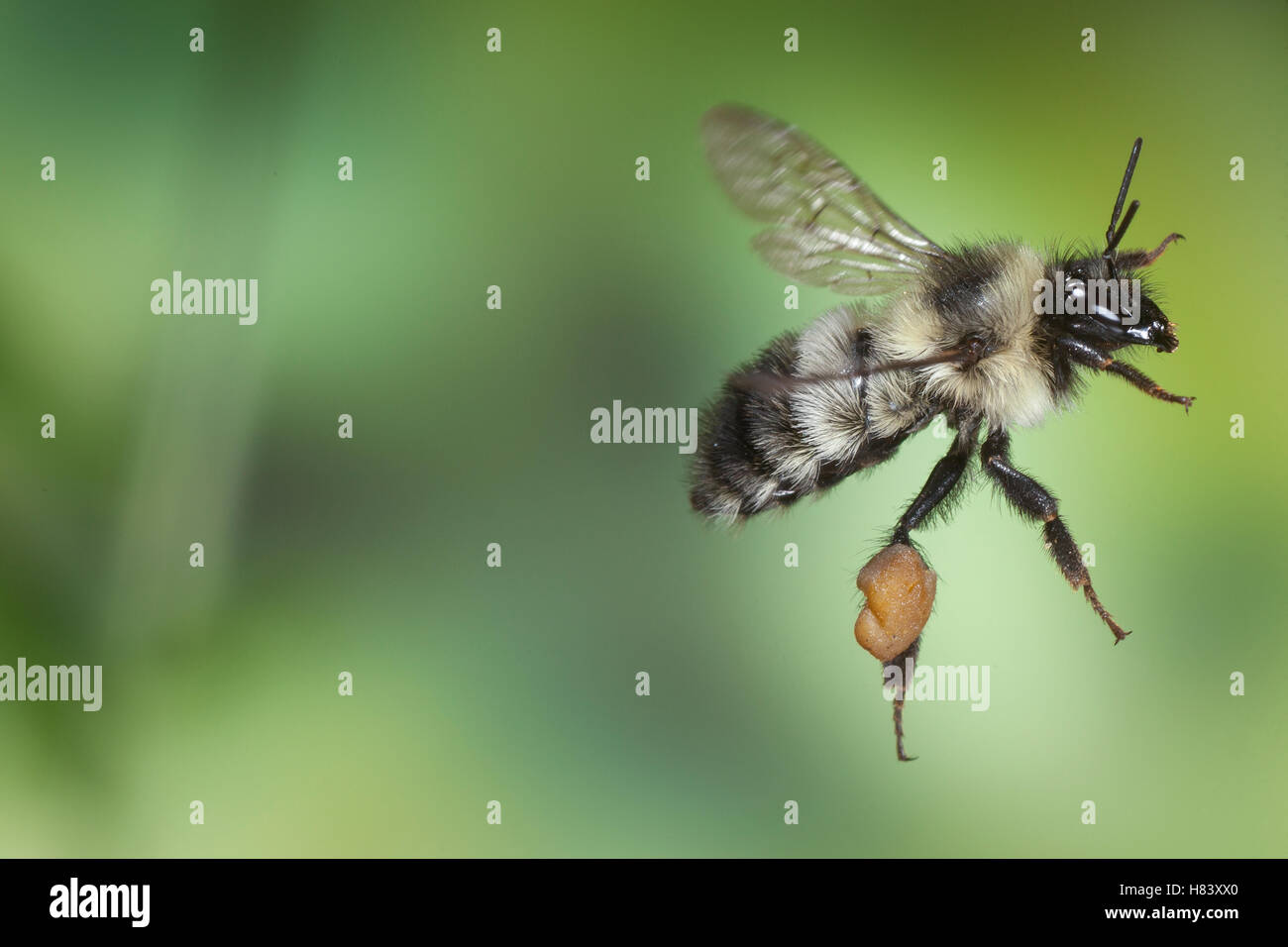 Bumblebee (Bombus sp) flying with large pollen baskets, Cherokee