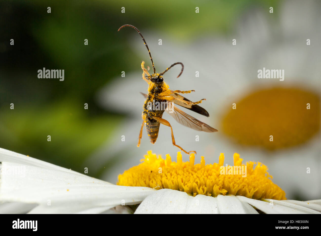 Longhorn Beetle (Leptura obliterata) taking flight covered with pollen, western Oregon Stock Photo