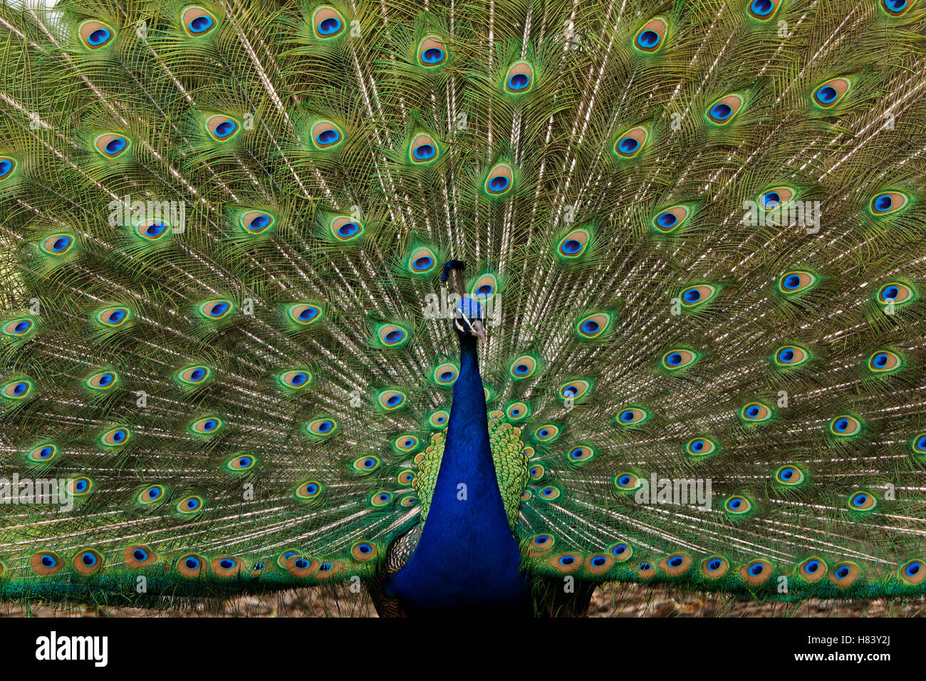 Indian Peafowl (Pavo Cristatus) Male In Full Display Stock Photo - Alamy