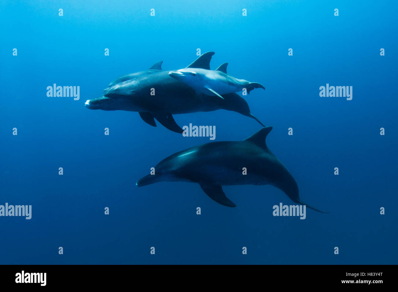 Indo-pacific Bottlenose Dolphin (Tursiops aduncus) calf and mother in ...