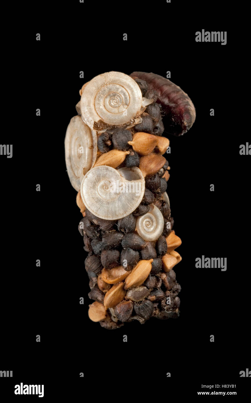 Fly Shell Caddis Fly (Limnephilus sp)larva atop case made of seeds and snail ...