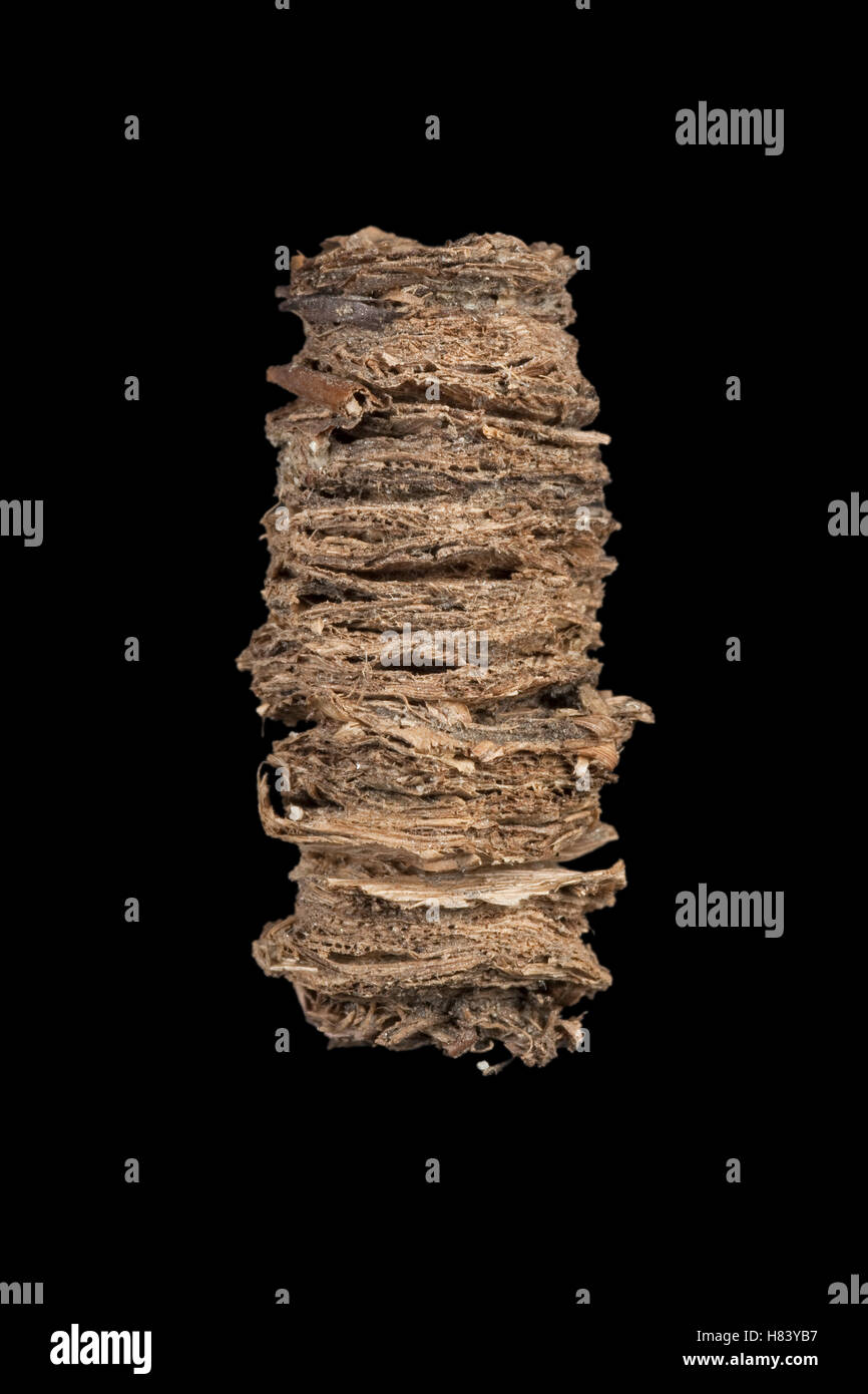 Caddisfly case built of plant stems and leaves, Germany Stock Photo Alamy