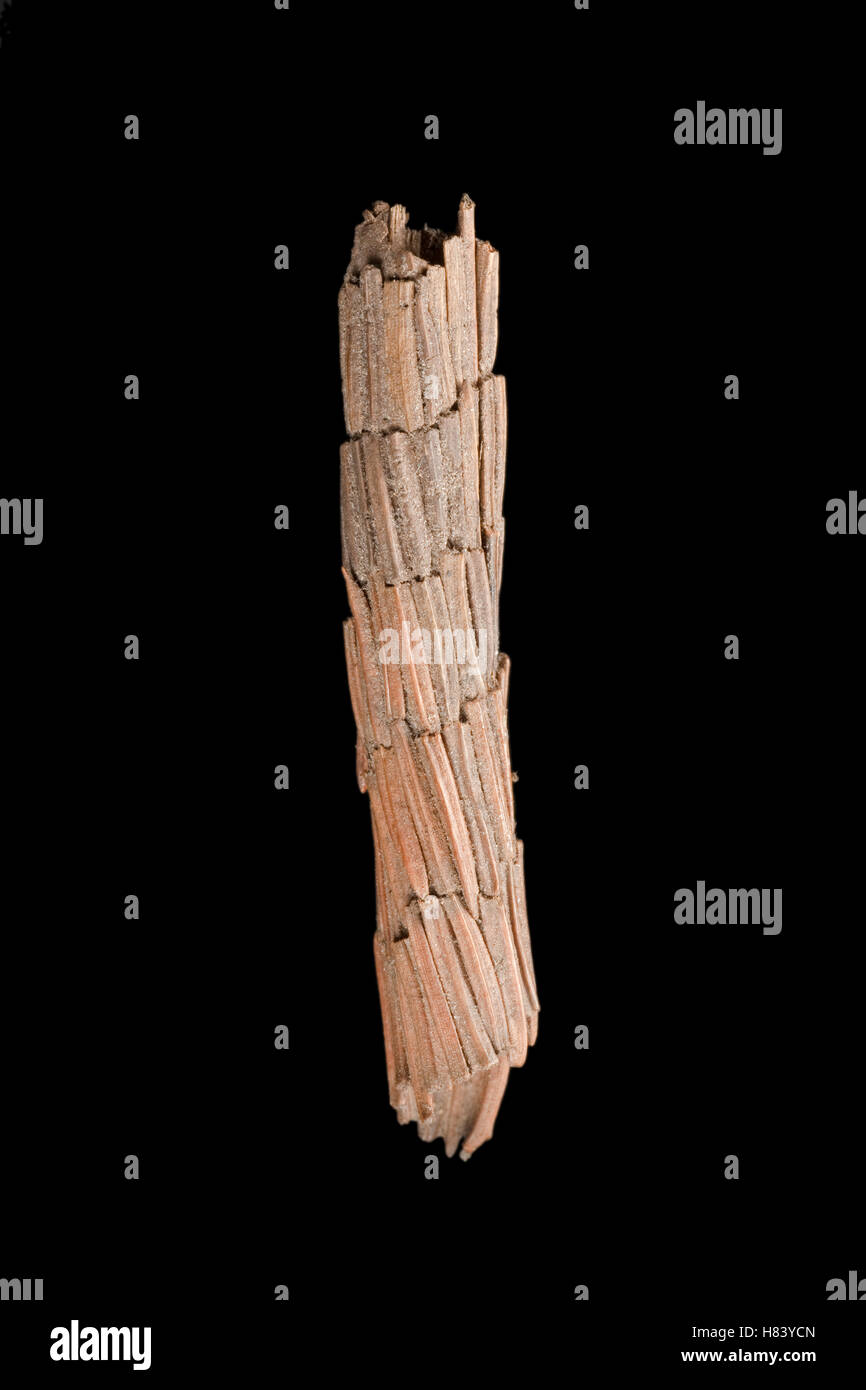 Caddisfly case built of plant stems, Germany Stock Photo Alamy