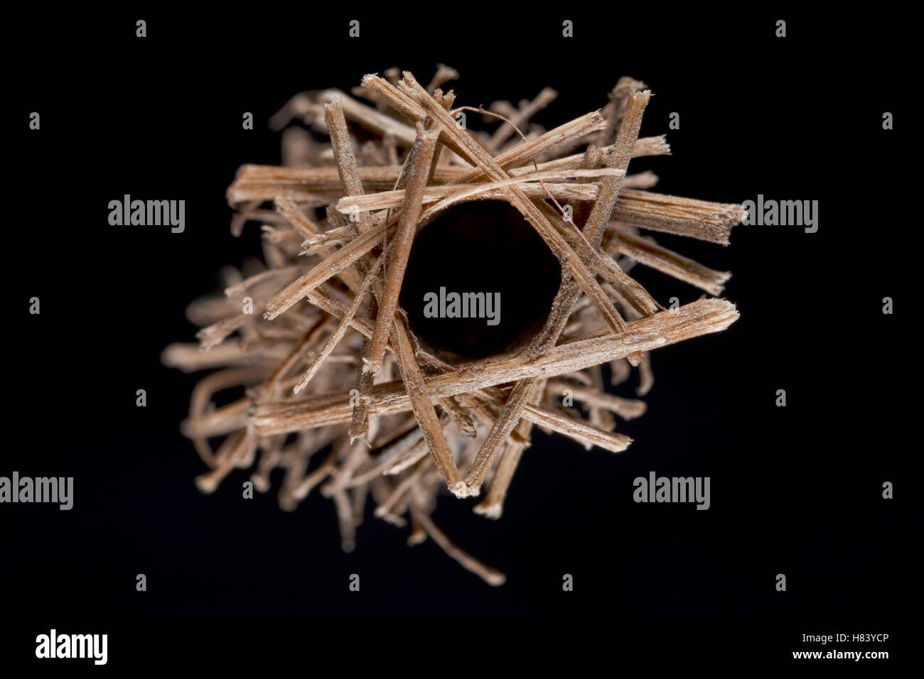 Caddisfly case built of sticks, Germany Stock Photo Alamy