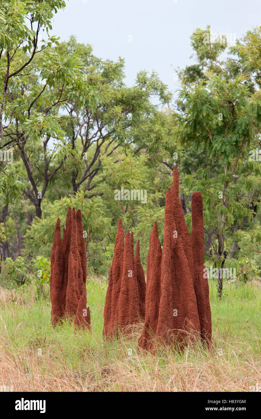 Termite mounds, Northern Territory, Australia Stock Photo - Alamy