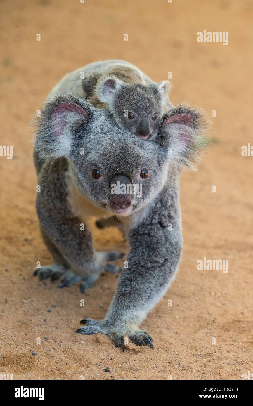 Koala Riding Tortoise Koala (Phascolarctos cinereus) eight-month-old joey riding on mother's ...