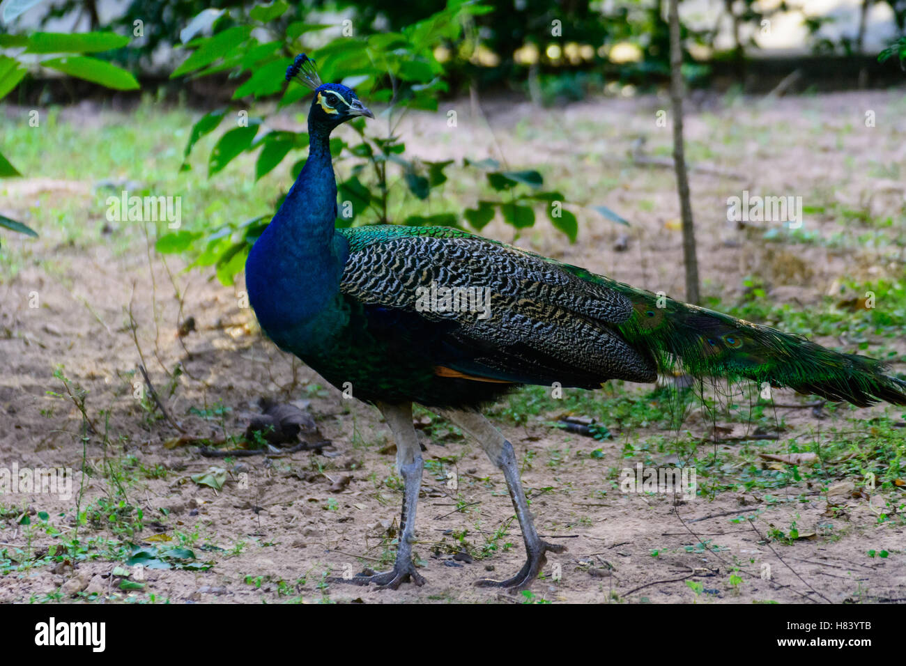 Peacock with a long neck and a luxurious plumage, Thailand. Stock Photo