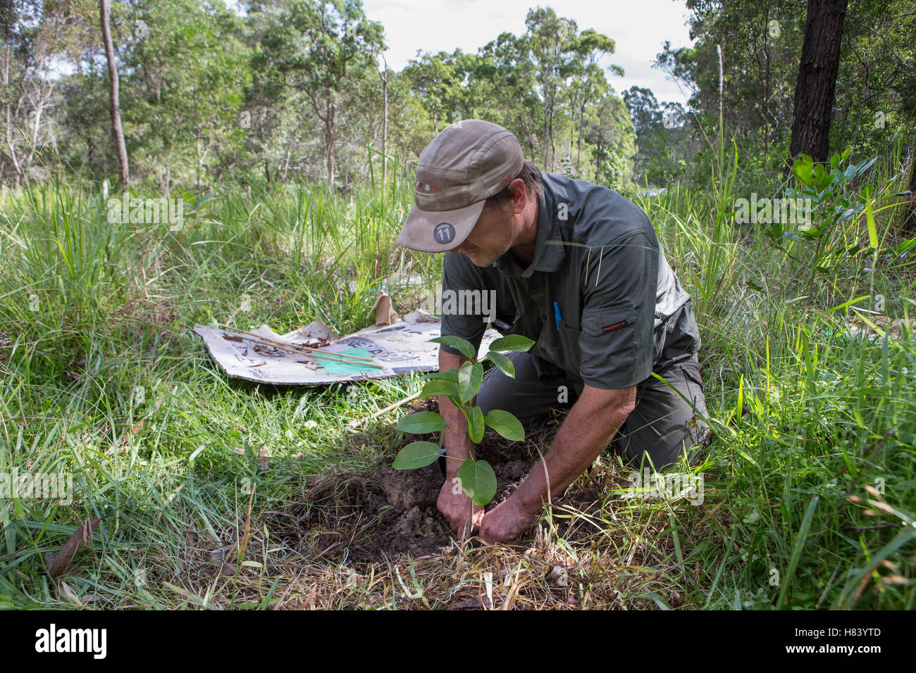 Jono Bateman of the Australian Koala Foundation planting tree for koala