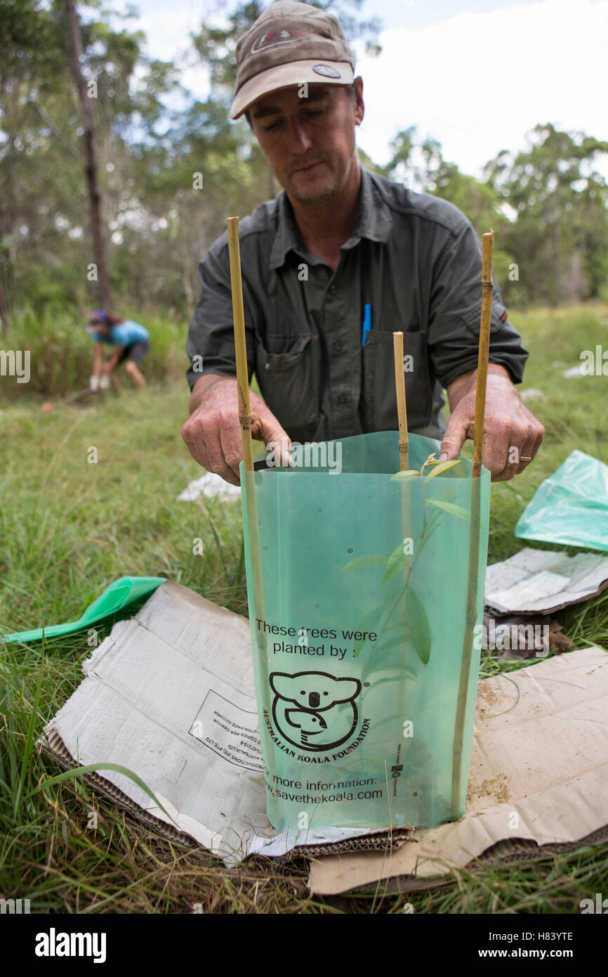 Jono Bateman of the Australian Koala Foundation planting tree for koala