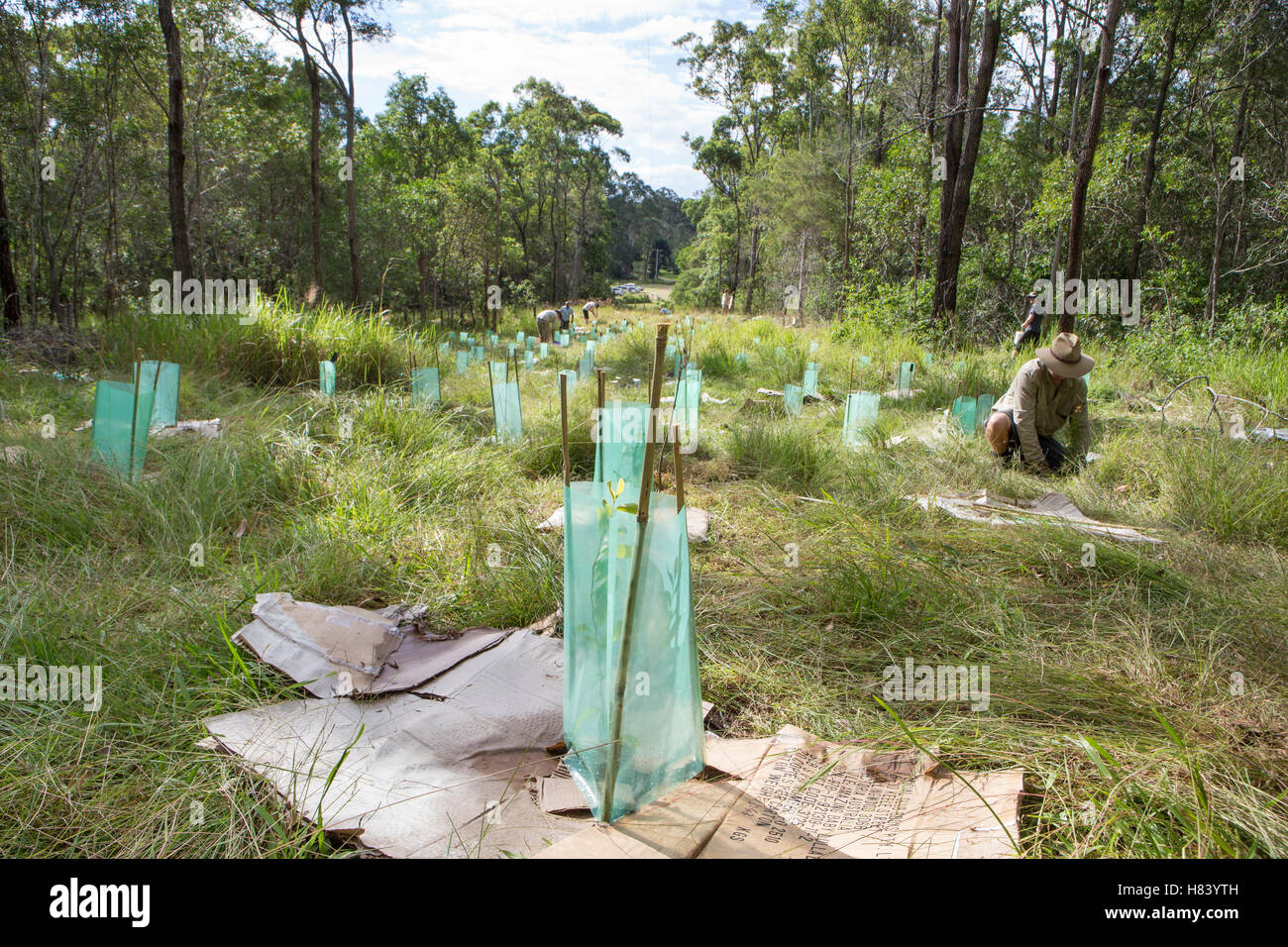 Tree planting site of the Australian Koala Foundation's habitat
