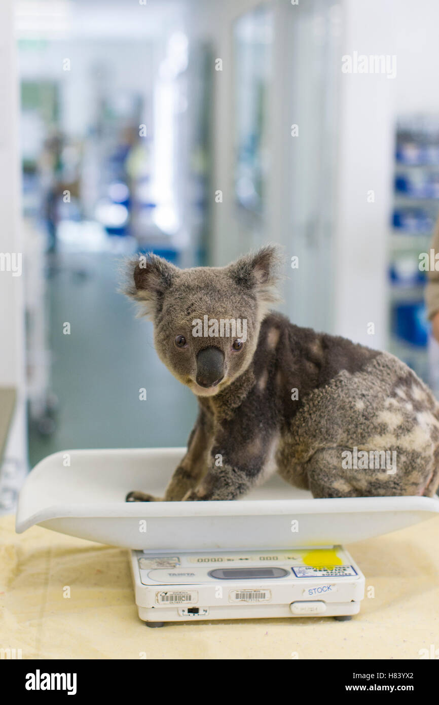Koala (Phascolarctos cinereus) male with KoRv retrovirus being weighed, Currumbin Wildlife Hospital, Queensland, Australia Stock Photo