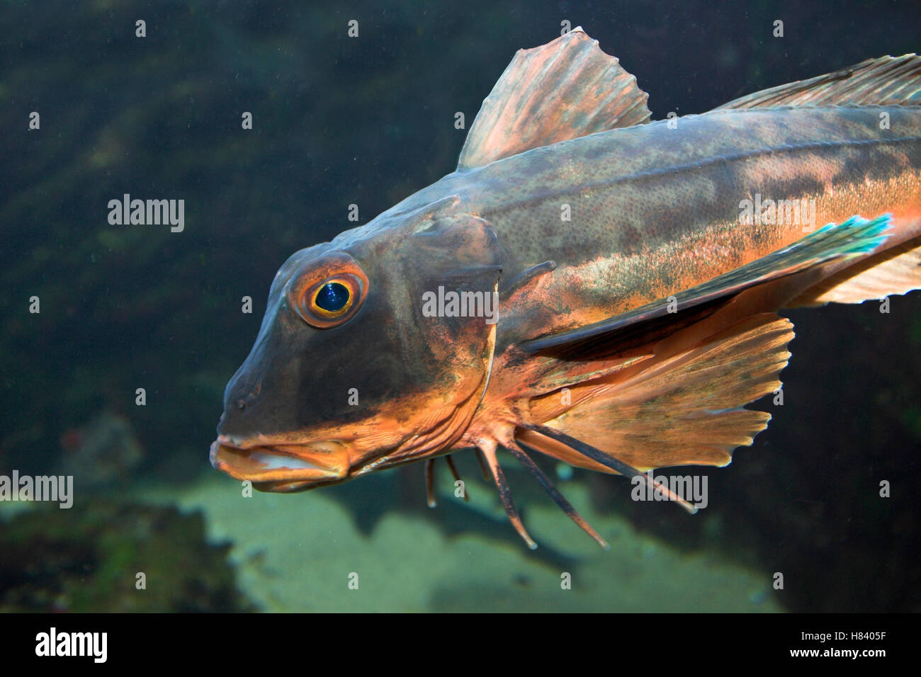 Tub Gurnard (Chelidonichthys lucerna), Netherlands Stock Photo Alamy