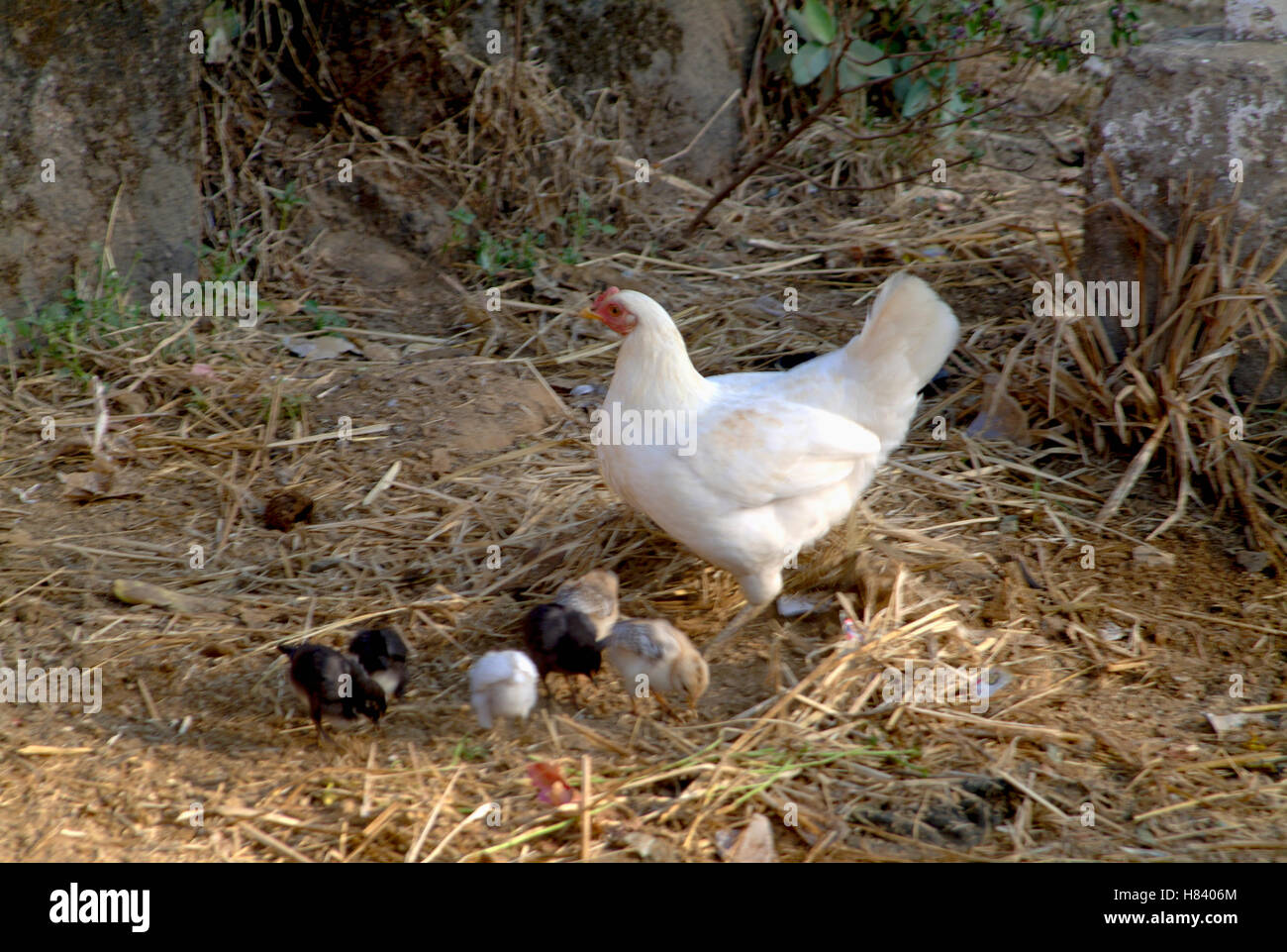 Hen with chickens in an Indian village Stock Photo Alamy