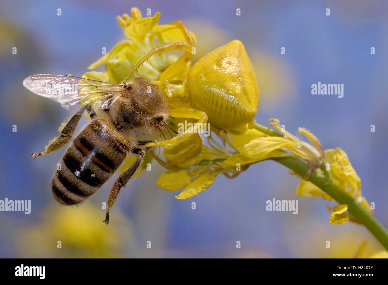 Yellow Crab Spider (Thomisus onustus) with caught bee prey, Lesvos