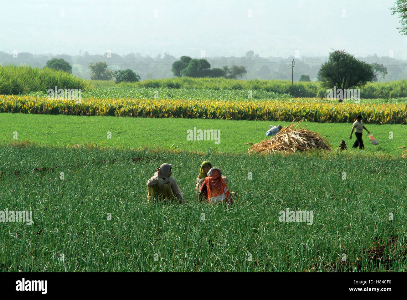 Onion Farm in rural Maharashtra, India Stock Photo Alamy