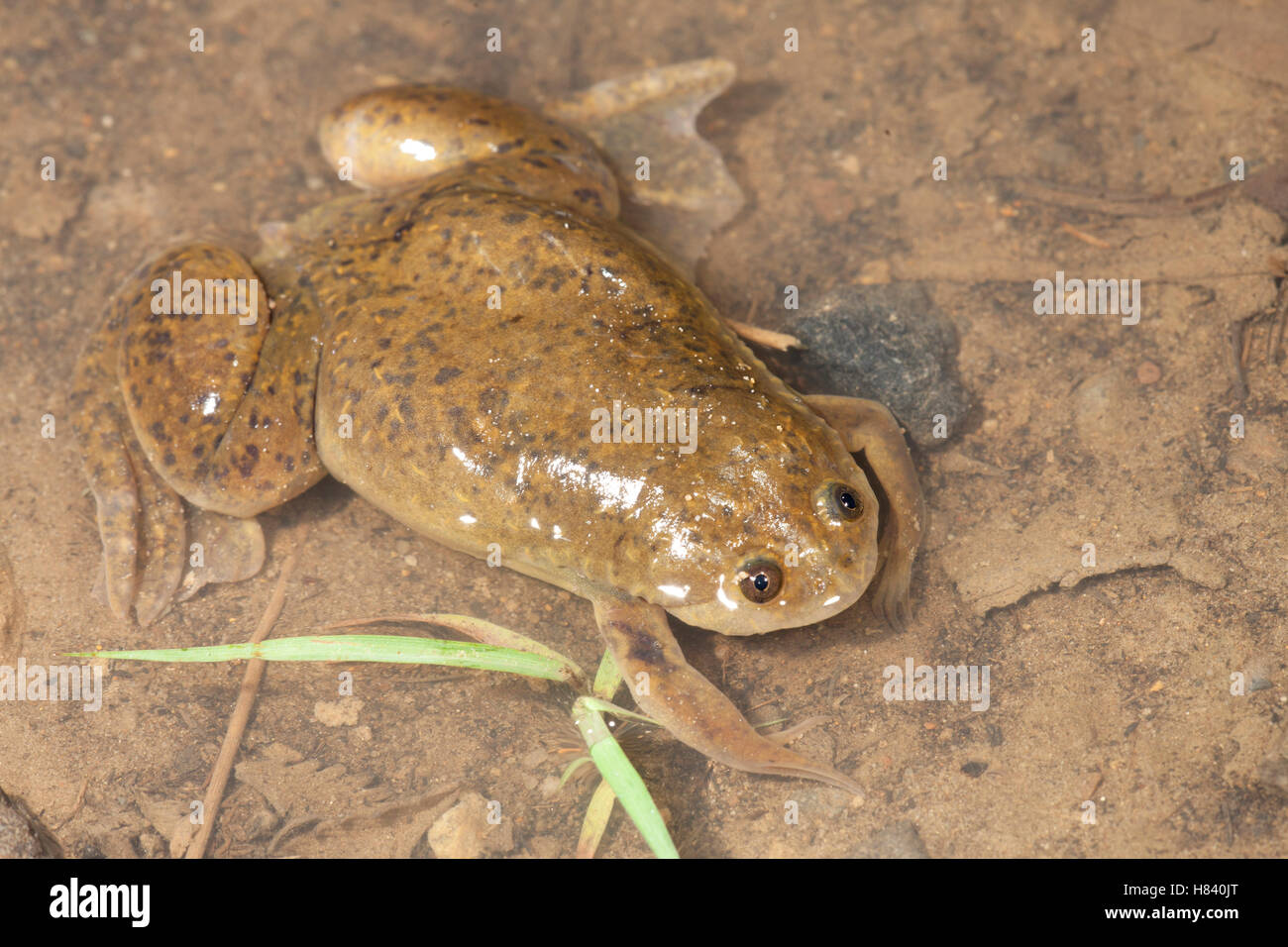 African Clawed Frog (Xenopus laevis), a primary vector for ...