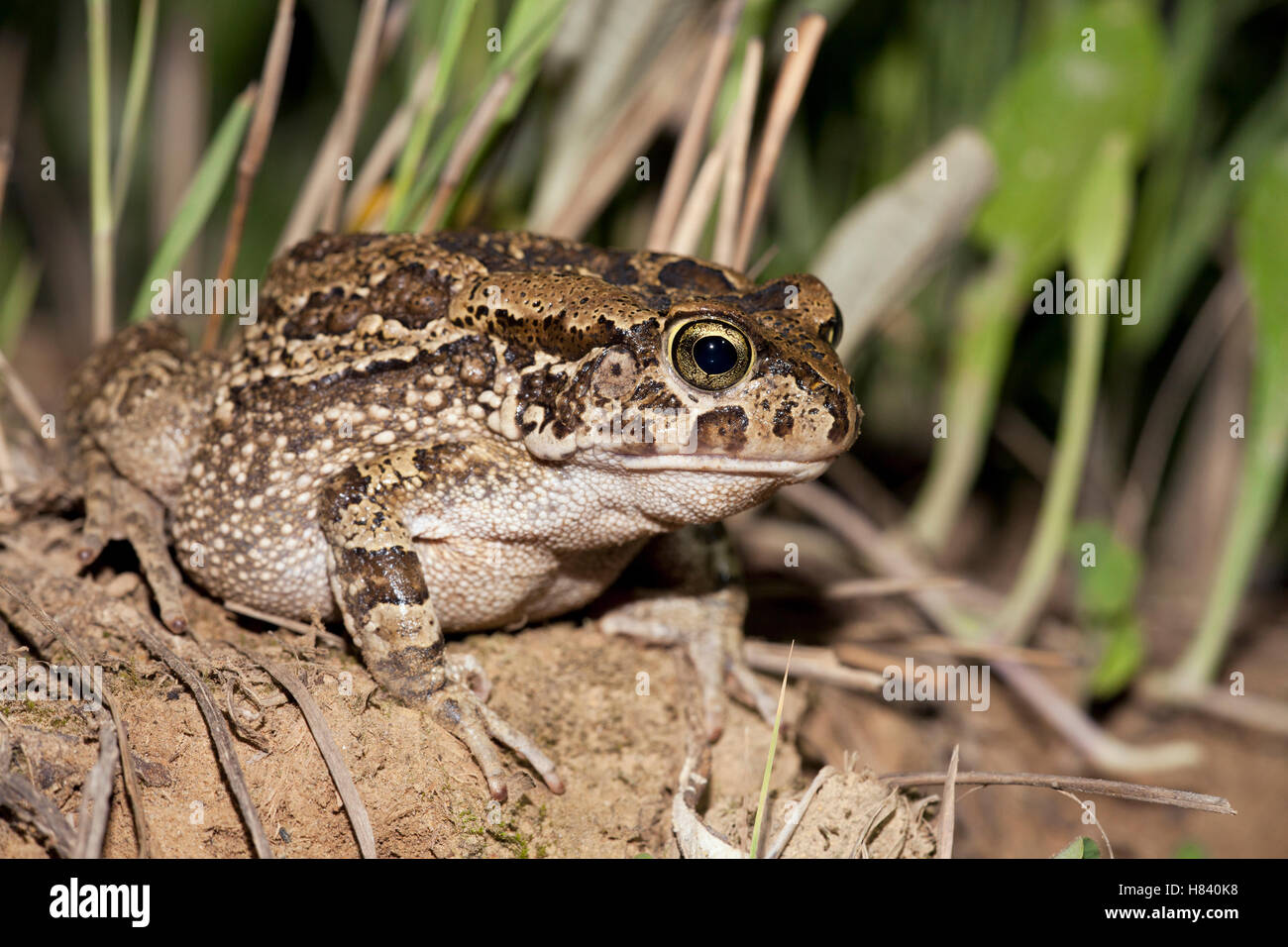 Ranger's Toad (Bufo rangeri), Drakensberg, South Africa Stock Photo - Alamy