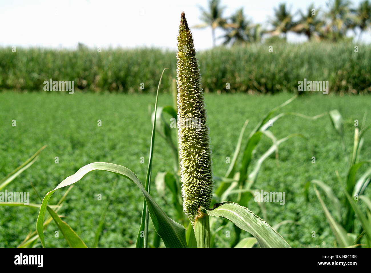 BajriMillet crop in field. Maharashtra, India Stock Photo Alamy