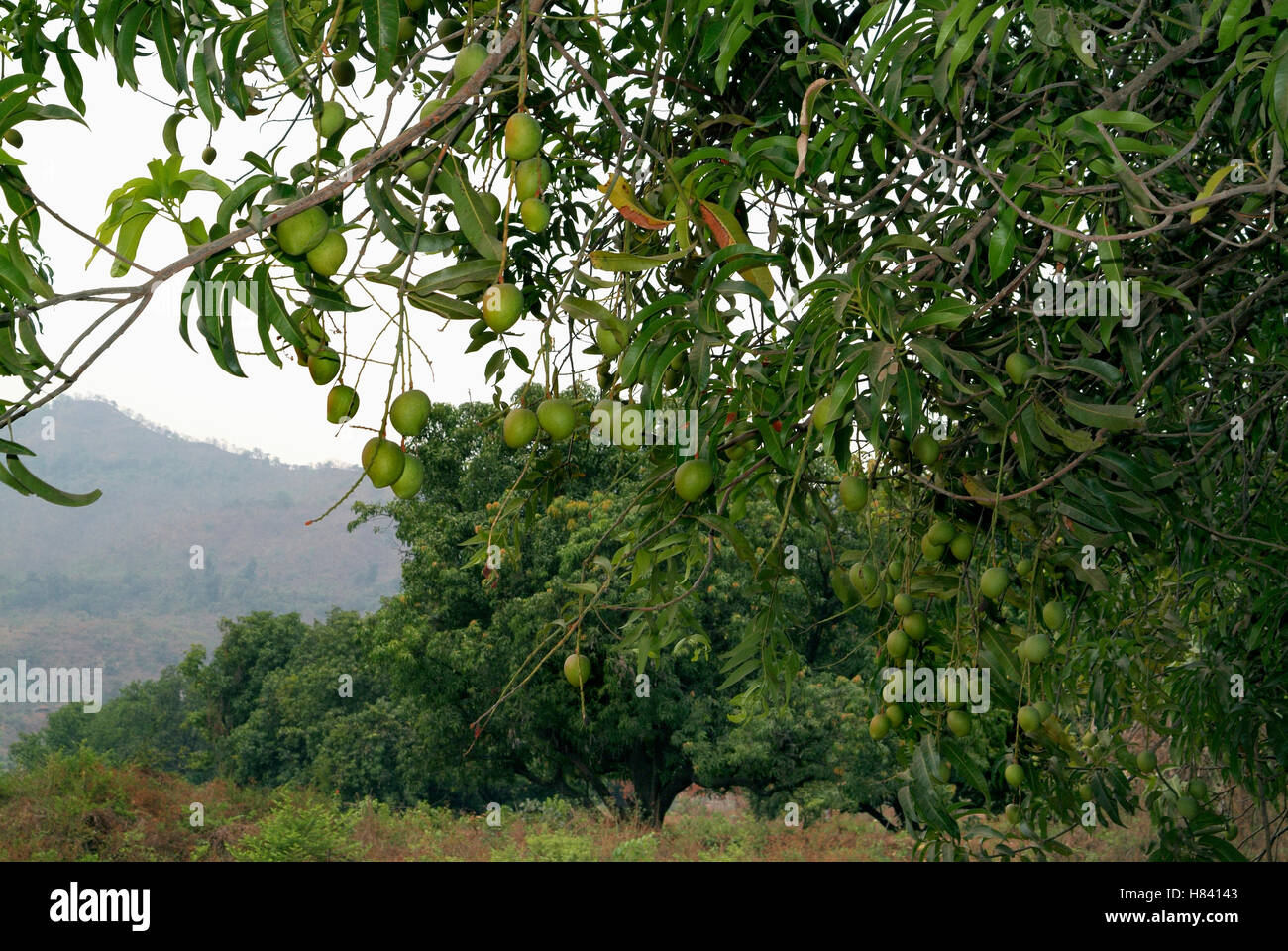 Mangoes on tree Stock Photo Alamy